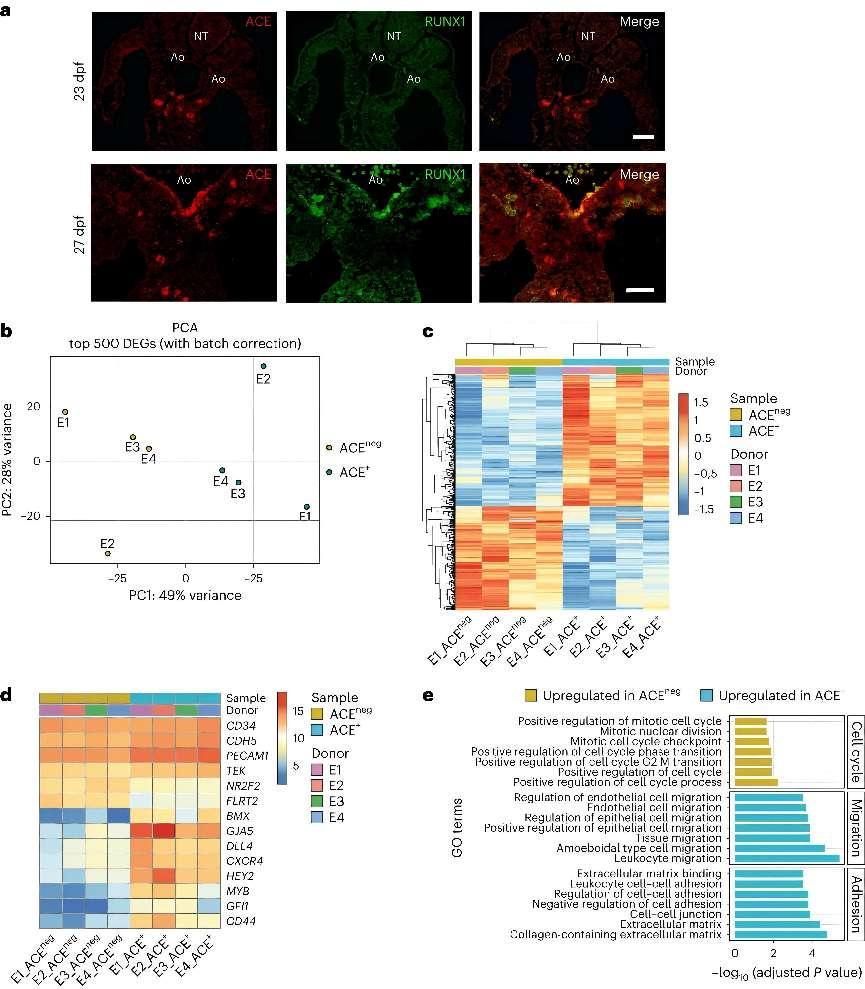 CD32 as a Specific Marker for Hematopoietic Endothelial Cells in Human Embryonic Development: Insights and Implications for In Vitro Hematopoietic Cell Generation 