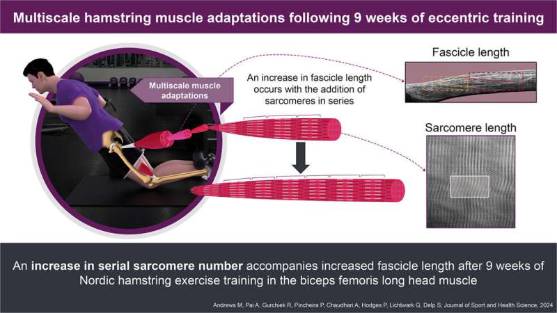 Innovative techniques shed light on hamstring injury in athletes