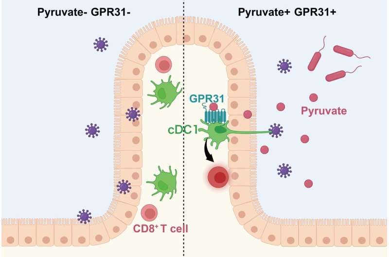 Key receptor reveals how gut cells detect harmful invaders