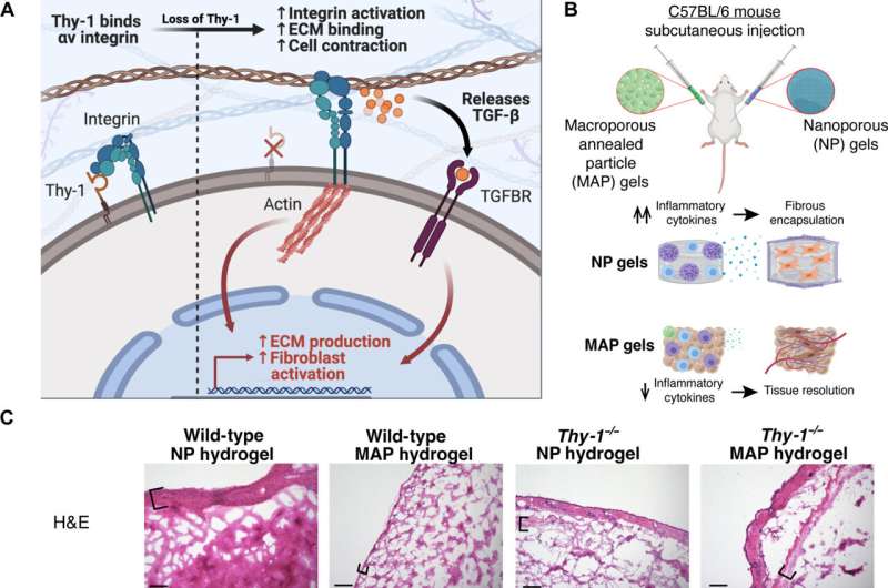 Researchers uncover key to preventing fibrosis in biomaterial implants