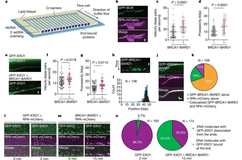 Study finds novel role of BRCA1 in tumor suppression