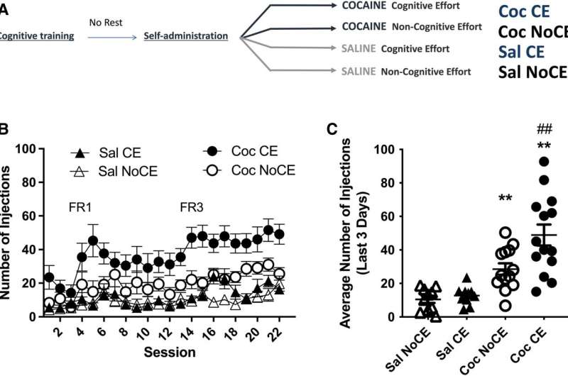 Experimental study in rats and humans show cognitive effort whets the appetite for reward