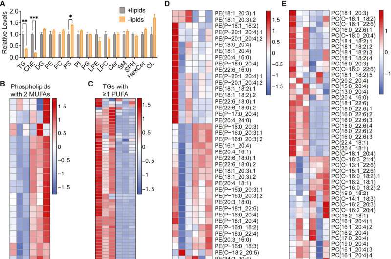 Starving cancer cells of fat may improve cancer treatment