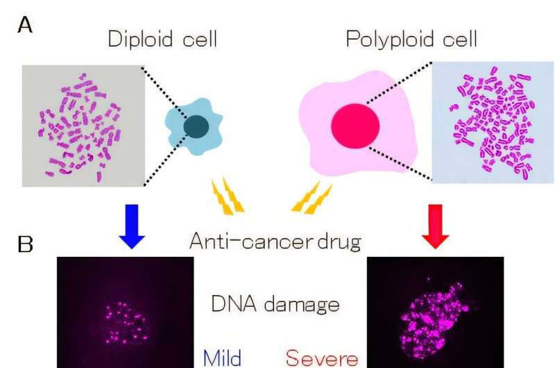 Polyploidy study reveals why some cancers are resistant to therapeutic drugs