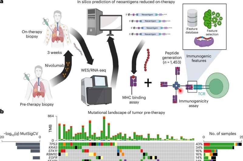 Researchers build first large-scale atlas of how immune cells react to mutations during cancer immunotherapy