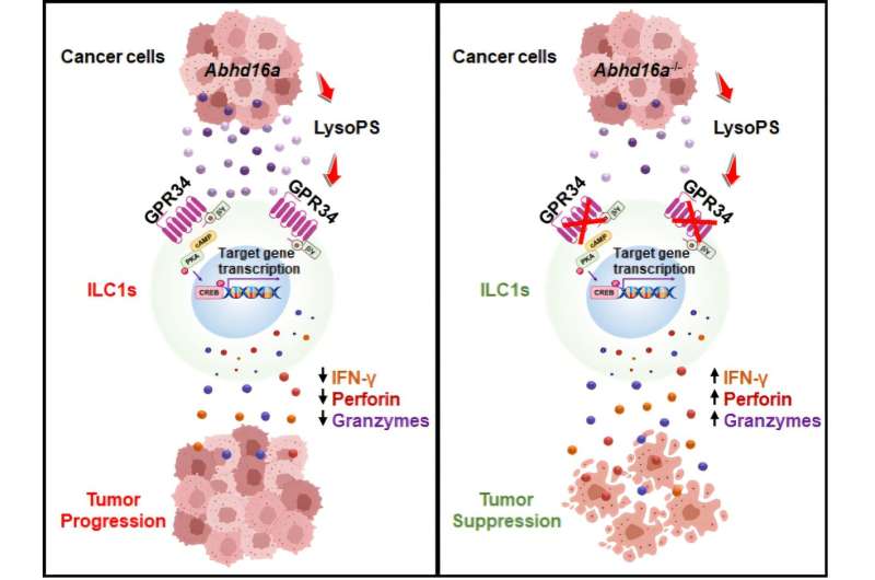 Researchers unveil inhibition mechanism of receptors on natural killer cells