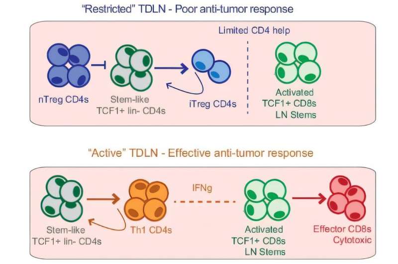 Immune cell discovery offers new potential for cancer immunotherapy