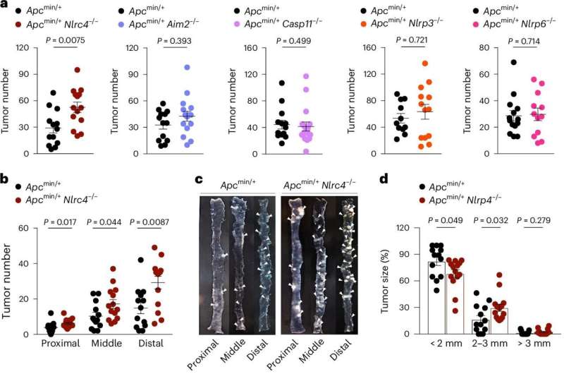 'Cancer-blocking' protein offers potential to transform cells from destructive to constructive