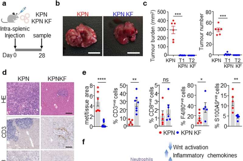 Genetic discovery paves the way for advanced pancreatic and colorectal cancer treatments