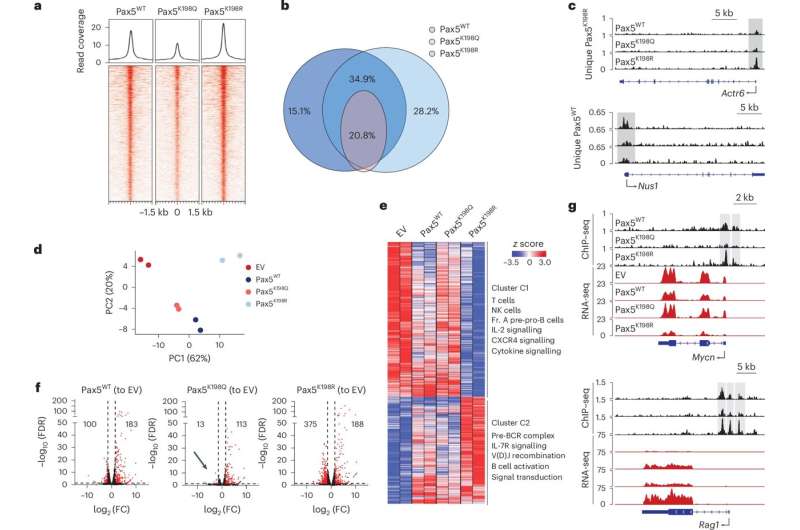 Understanding the maturation of white blood cells to find new therapies against lymphoblastic leukemia