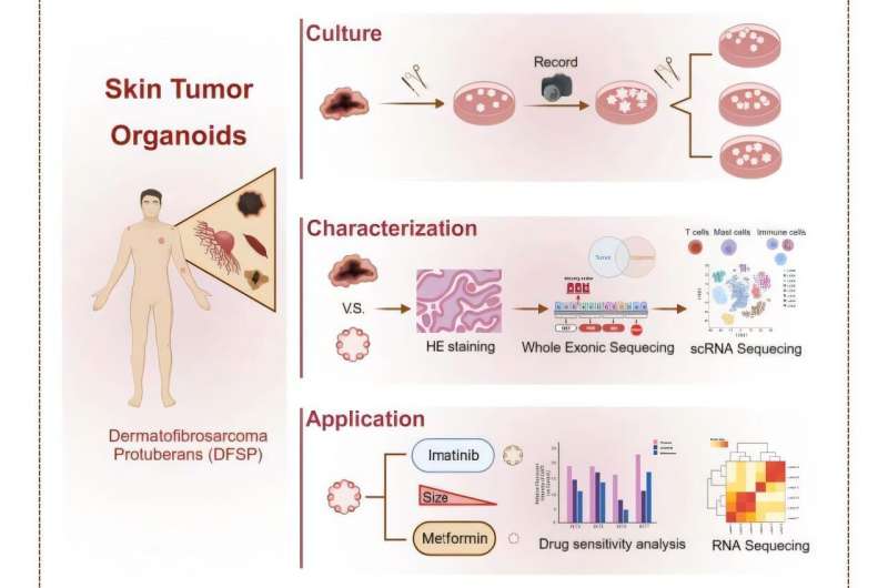 Metformin for rare skin cancer treatment: Research shows drug's unique ability to impact immune pathways