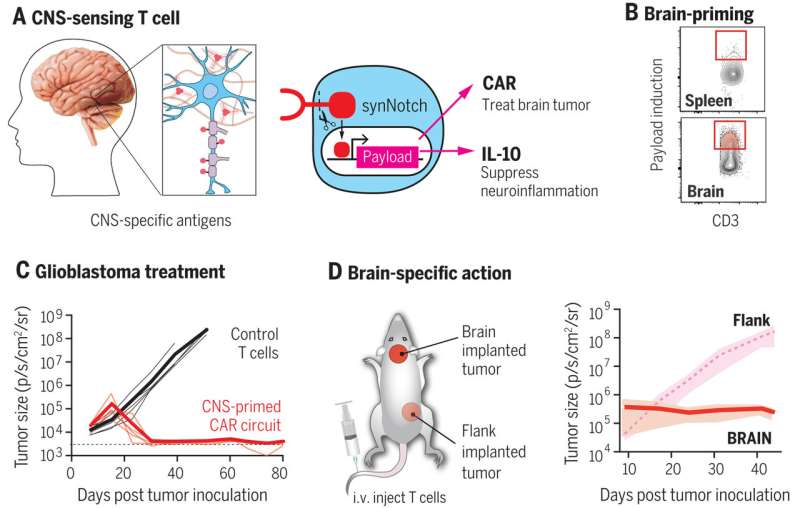 Molecular 'ZIP code' draws killer T cells to brain tumors