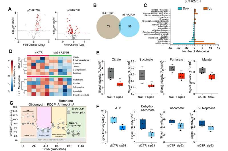 How individual mutations of the tumor suppressor p53 affect pancreatic carcinomas