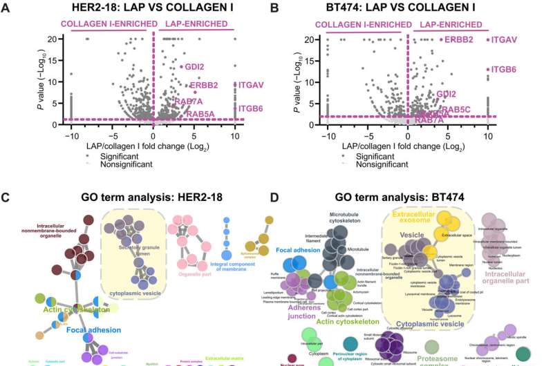 Researchers discover 'crosstalk' mechanism in two key breast cancer molecules