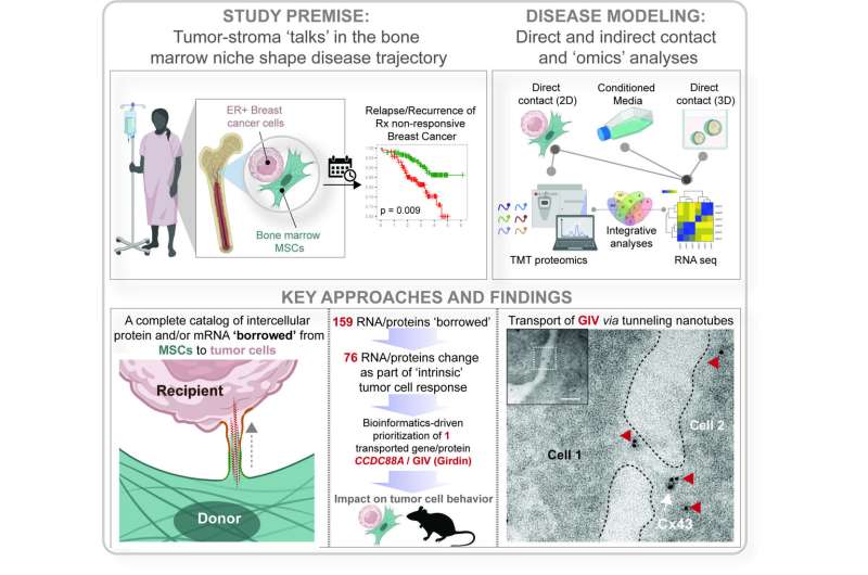 How breast cancer cells survive in bone marrow after remission