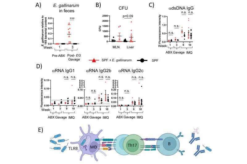 How gut bacteria might trigger autoimmune diseases like lupus