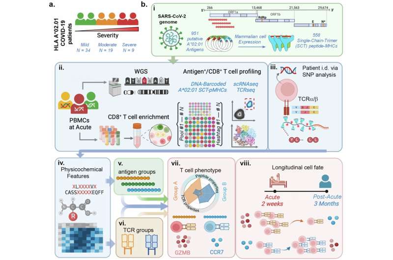 New research uncovers hidden rules of immune response, opening doors for better vaccines and immunotherapies