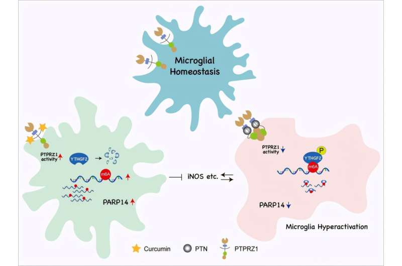 Curcumin in Traditional Chinese medicine: Study show how it regulates neuroinflammation after epileptic seizures