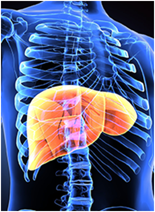 Lung Responses to Atezolizumab/Bevacizumab Linked With OS in HCC and Pulmonary Metastasis 