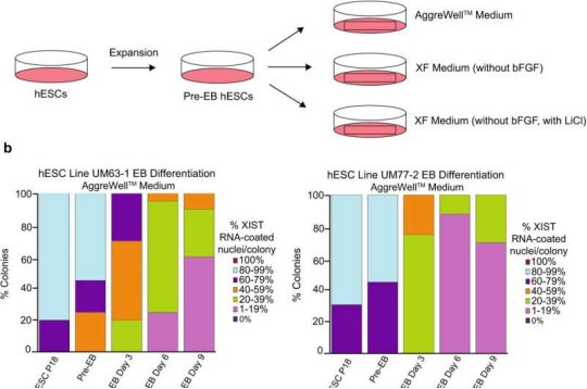 How one of the X chromosomes in female embryonic stem cells is silenced