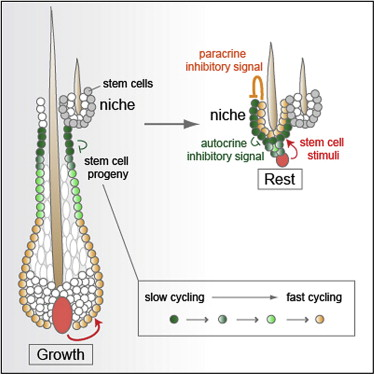 Dynamics between Stem Cells, Niche, and Progeny in the Hair Follicle