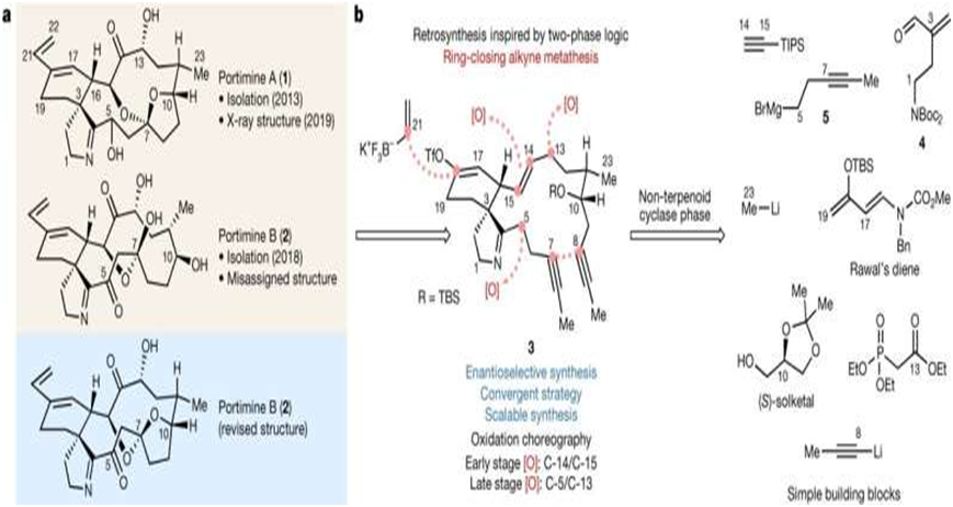 Research reveals how synthesized plankton molecules inhibit cancer proteins 