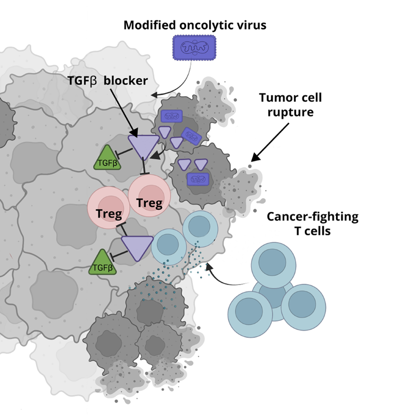 Oncolytic Virus Enables the Immune System to Attack Tumors