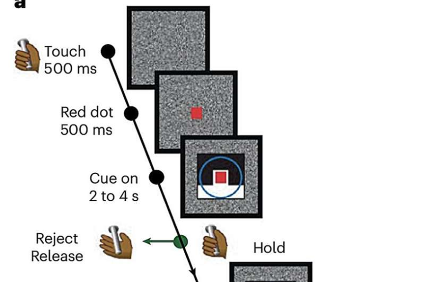 that attractor dynamics in the monkey prefrontal cortex reflect the confidence of decisions