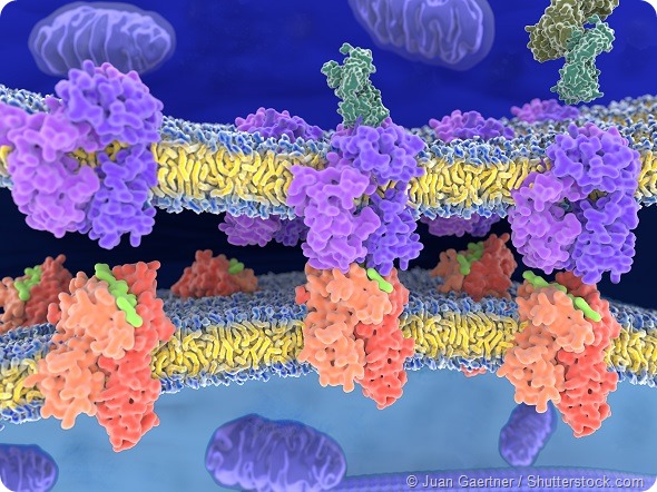 T-cell receptor in complex with the MHC class II-peptide complex. The antigen (light green) is a peptide from a tumor cell, bacteria or virus.