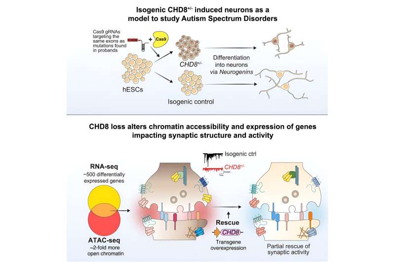 Precise gene editing in human stem cells and neurons reveals links between genome organization and autism