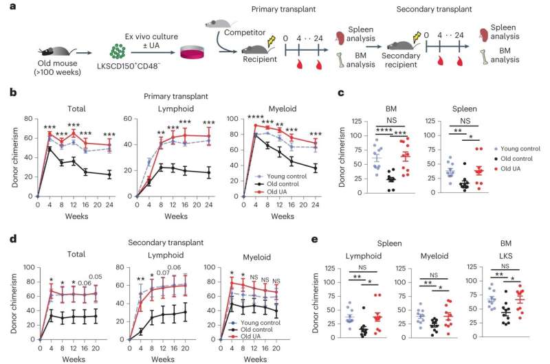 New study: Reversing aging in the blood stem cells and the immune system