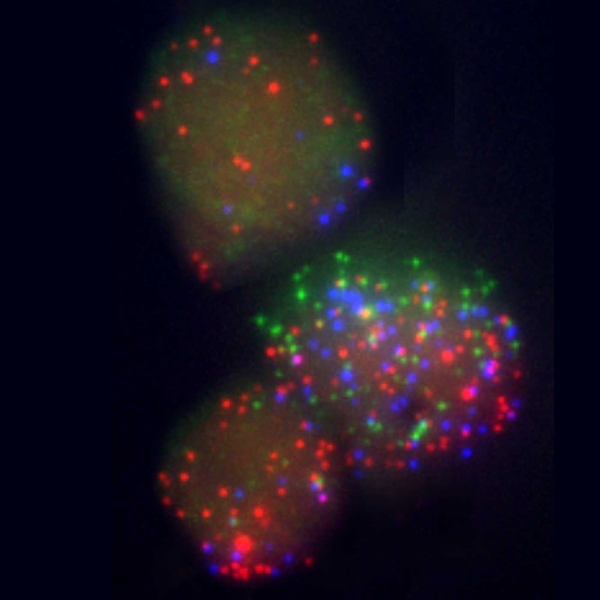 In this image of mouse embryonic fibroblasts undergoing reprogramming, each colored dot represents messenger RNA associated with a specific gene. Red dots represent mRNA for the gene Sall4, green is Sox2 and blue is Fbxo15.