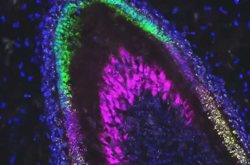 Stem-cell derived organoids that secrete tooth enamel proteins created 