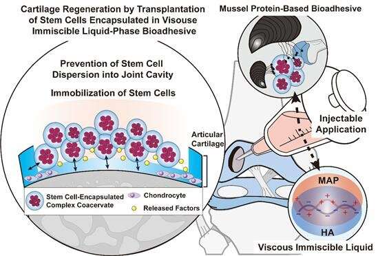 A novel stem cell adhesive using mussels