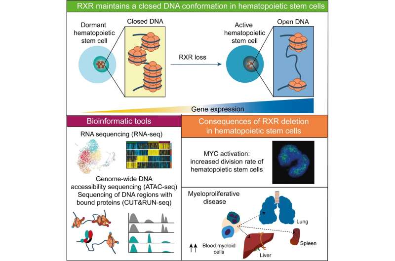 RXR, the cell protein that keeps blood stem cells young and fit