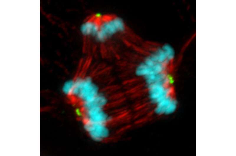 Common chemotherapy drugs don't work like doctors thought, with big implications for drug discovery