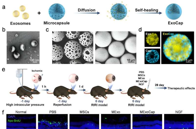 Scientists develop 'pseudo cell' formulation for vitreoretinal disease therapy