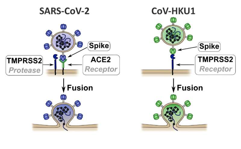 New discovery concerning receptors used by coronaviruses to enter human cells