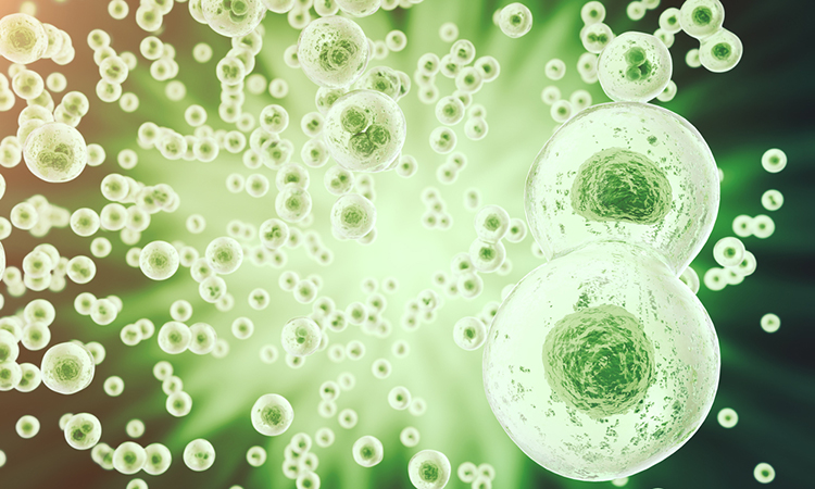 Human urine-derived stem cells have robust regenerative potential