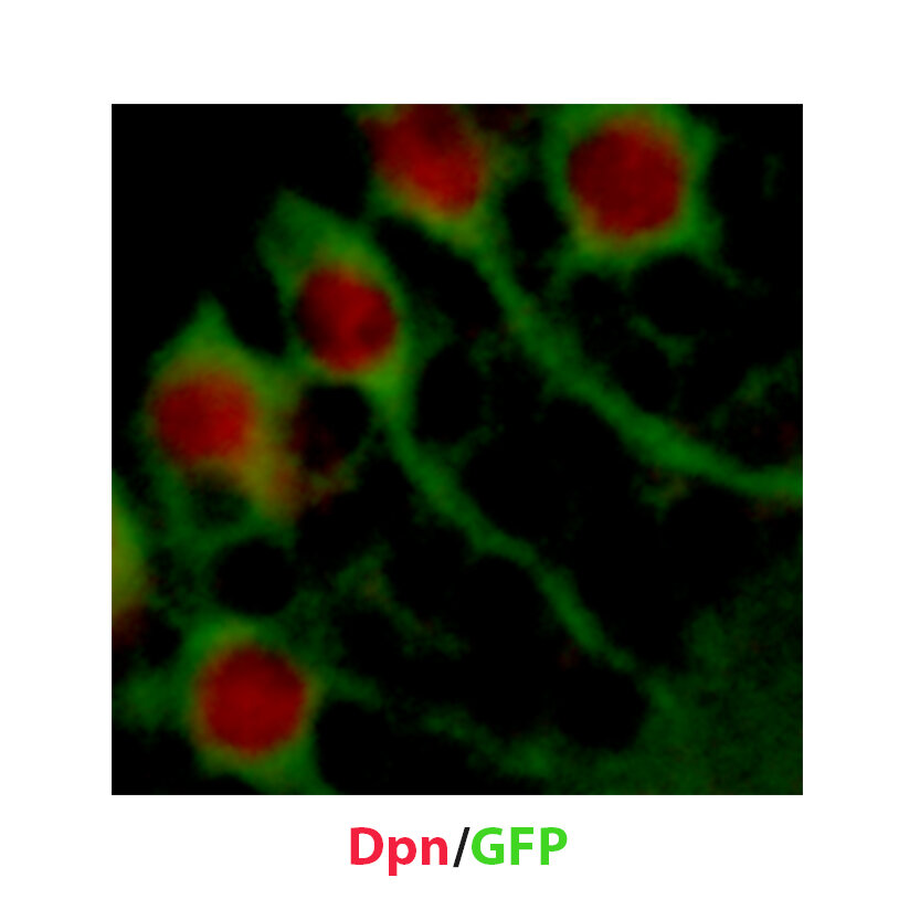 Dormant neural stem cells in fruit flies activate to generate new brain cells