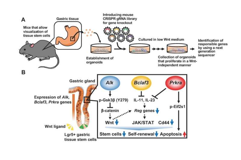 Identification of three genes that determine the stemness of gastric tissue stem cells