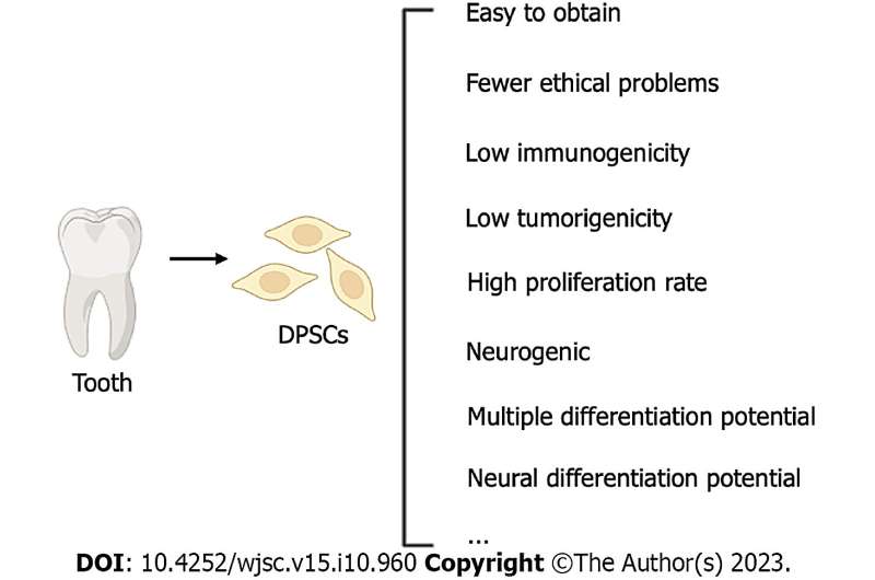 Dental pulp stem cells, products could peripheral nerve regeneration and more