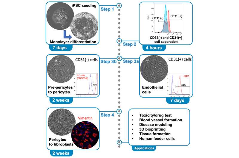 Scientists publish recipe for making blood vessel cells from patient stem cells