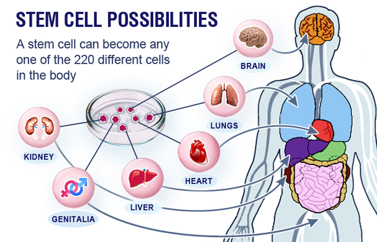 https://guardian.ng/wp-content/uploads/2017/10/Stem-cells.jpg