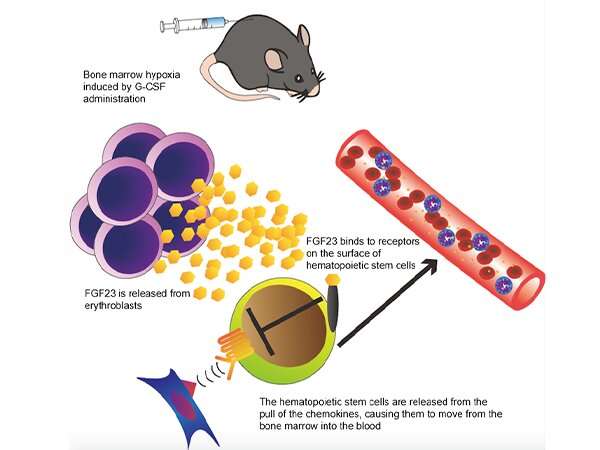 FGF23 hormone from red blood cell precursors promotes hematopoietic stem cell mobilization