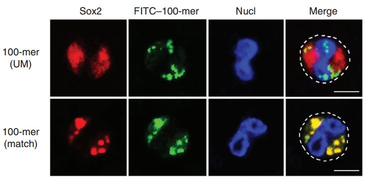 Immune cells repurpose a stem cell transcription factor as a pathogen sensor