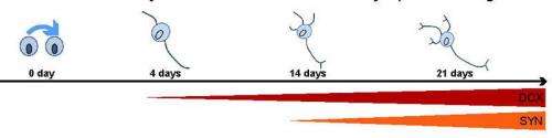 From stem cell to nerve cell in a few weeks