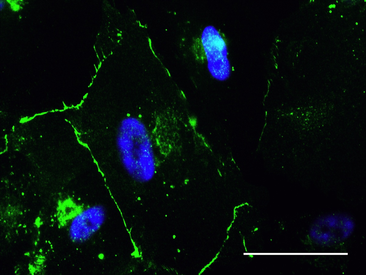 Heart cells change stem cell behavior