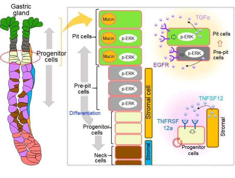 Secret of stem cells protecting the gastric mucosa