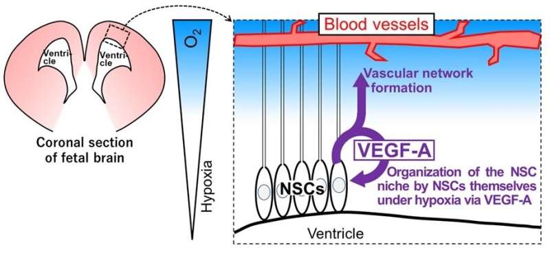 Filling a niche: Neural stem cells help maintain their microenvironment